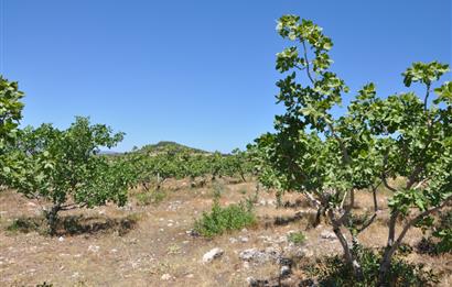 Manisa Selendide Ürün Veren Satılık Antep Fıstığı Bahçesi