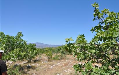 Manisa Selendide Ürün Veren Satılık Antep Fıstığı Bahçesi