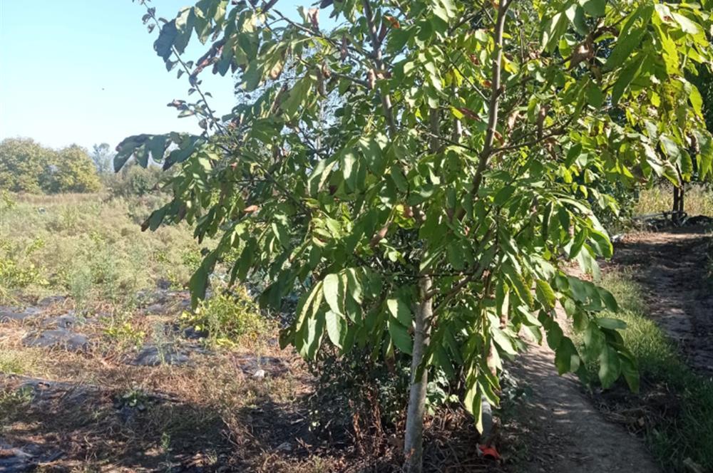 KAZ DAĞLARINDA, KAPALI SİSTEM SULAMA ARAZİSİ İÇİNDE TARLA