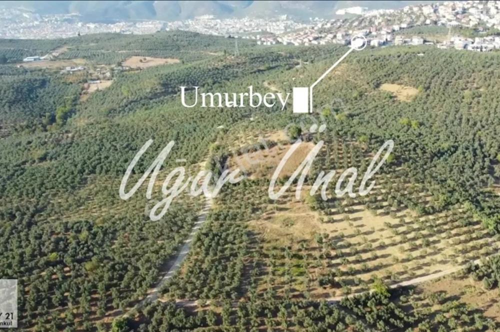 C21cius: Umurbeyde imara 614 metre mesafede yatırımlık zeytinlik