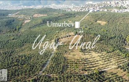 C21cius: Umurbeyde imara 614 metre mesafede yatırımlık zeytinlik