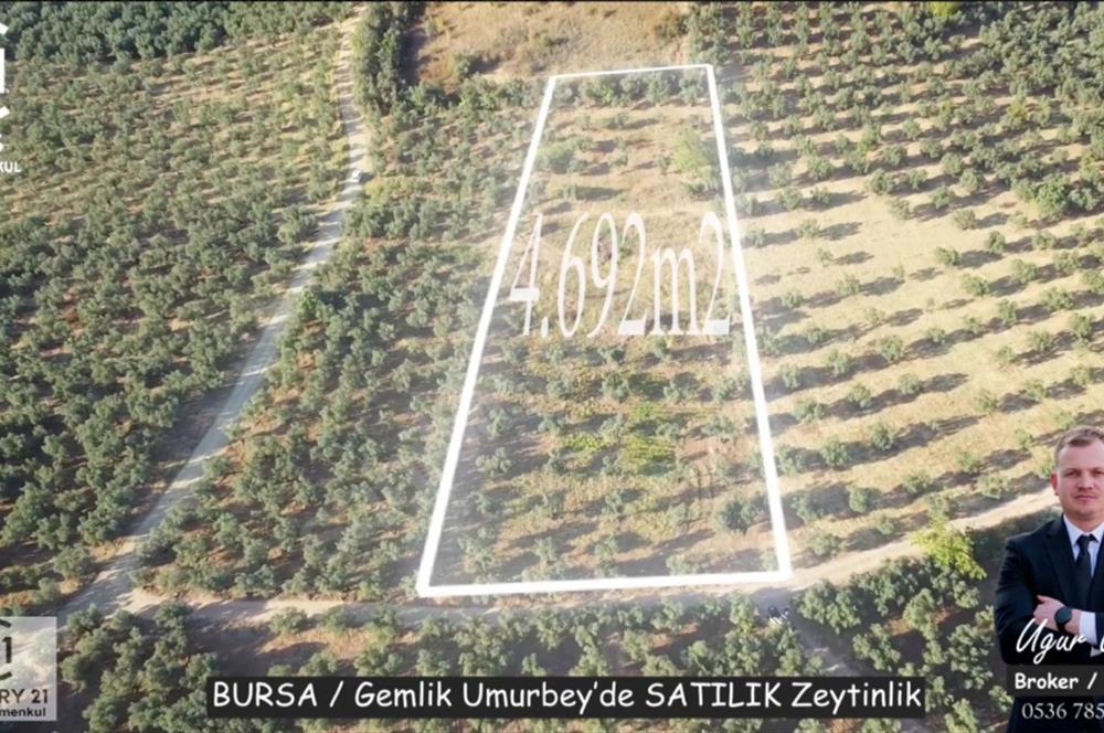 C21cius: Umurbeyde imara 614 metre mesafede yatırımlık zeytinlik