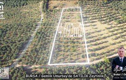 C21cius: Umurbeyde imara 614 metre mesafede yatırımlık zeytinlik