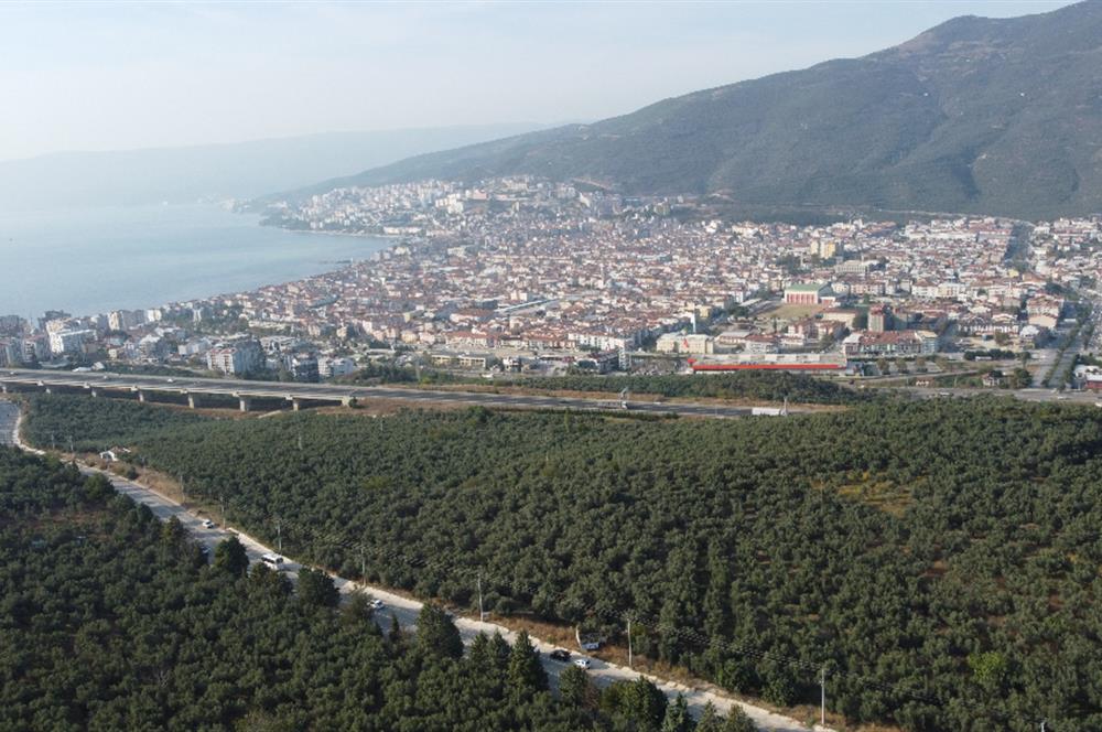 C21 cius; umurbey asfaltına cephe deniz manzaralı emsalsiz zeytinlik