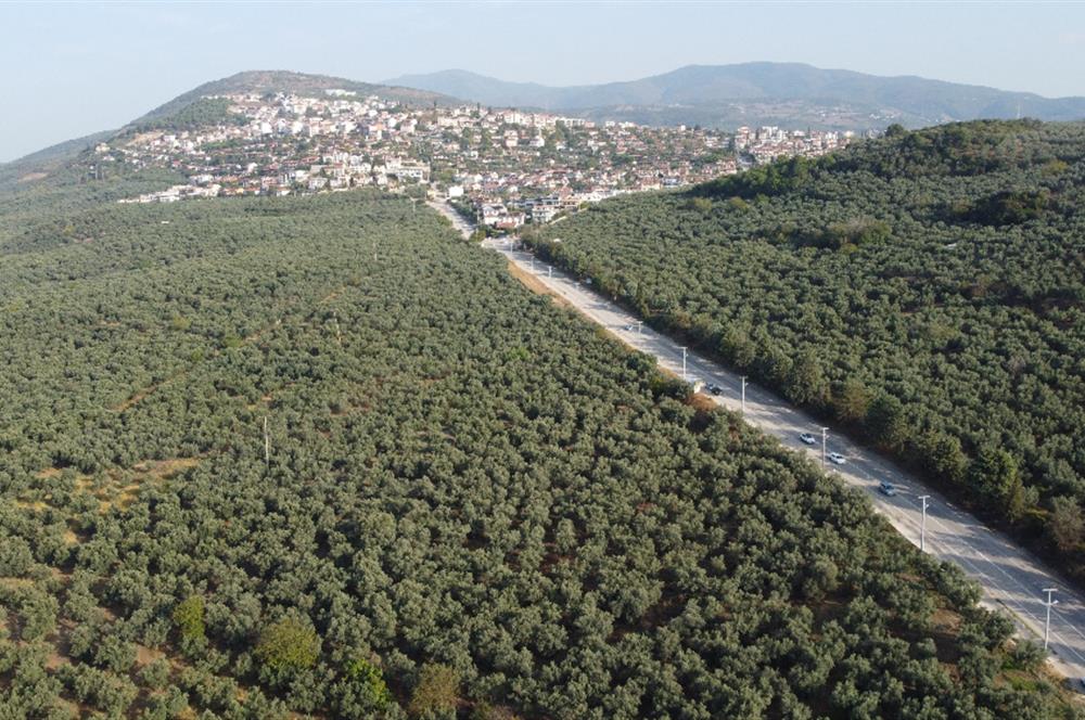 C21 cius; umurbey asfaltına cephe deniz manzaralı emsalsiz zeytinlik