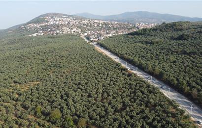 C21 cius; umurbey asfaltına cephe deniz manzaralı emsalsiz zeytinlik