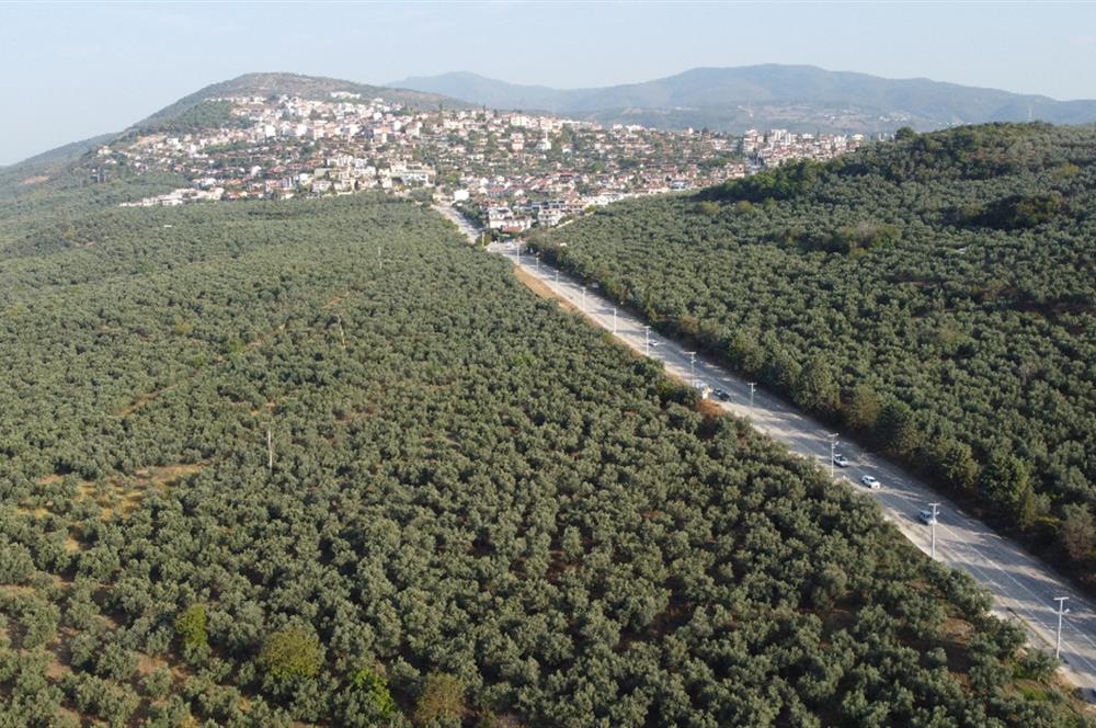 C21 cius; umurbey asfaltına cephe deniz manzaralı emsalsiz zeytinlik