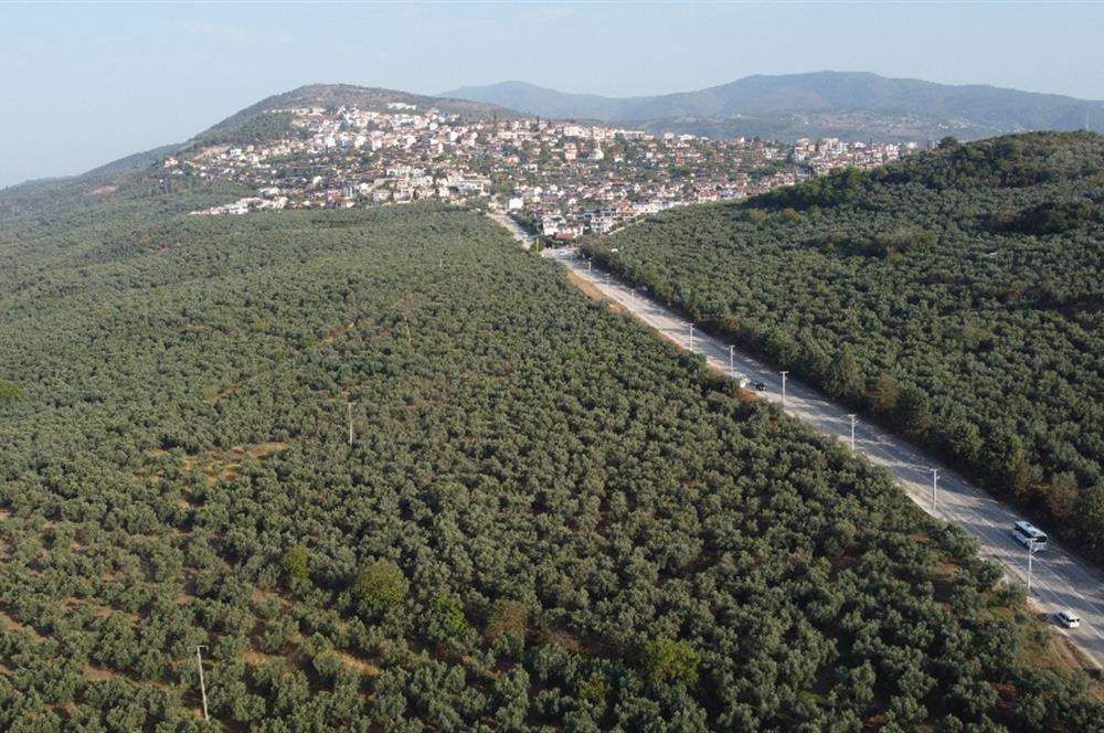 C21 cius; umurbey asfaltına cephe deniz manzaralı emsalsiz zeytinlik