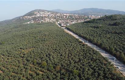 C21 cius; umurbey asfaltına cephe deniz manzaralı emsalsiz zeytinlik