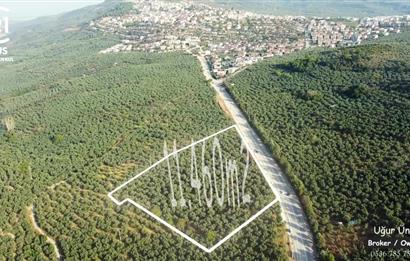 C21 cius; umurbey asfaltına cephe deniz manzaralı emsalsiz zeytinlik