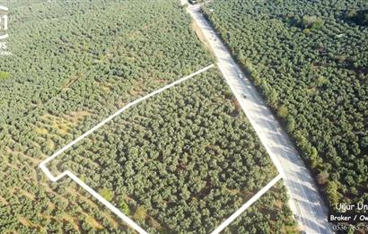 C21 cius; umurbey asfaltına cephe deniz manzaralı emsalsiz zeytinlik