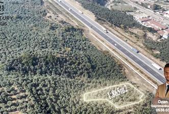 C21 Cius; Umurbey Köyü Otobana Yakın Deniz Manzaralı Zeytinlik