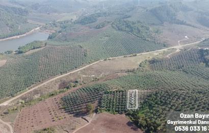 C21 Cius; Kurtul Köyünde Satılık Zeytinlik