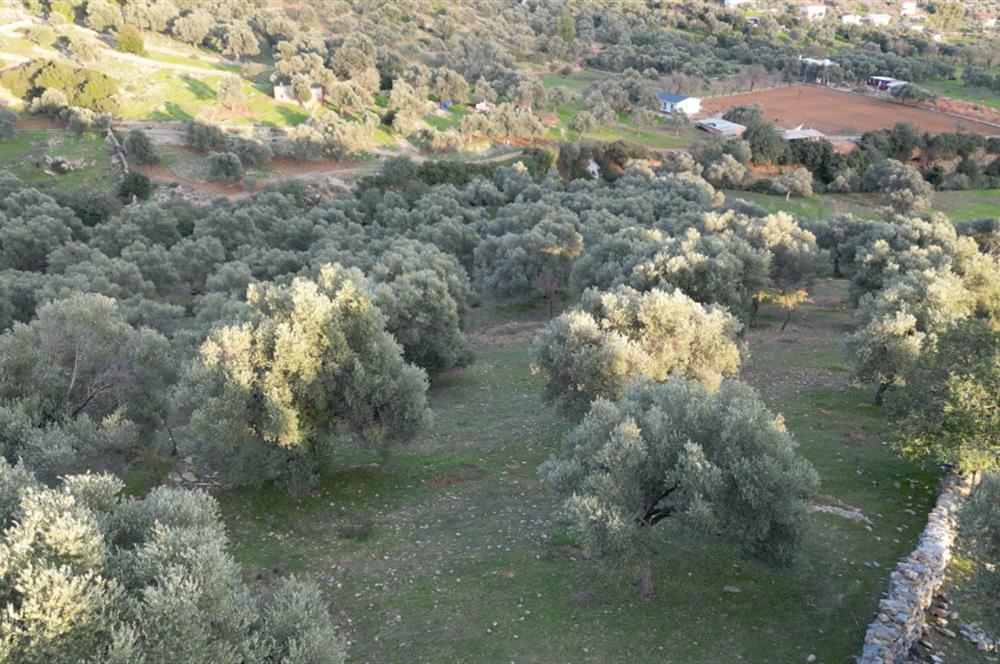 Bodrum Yalıçiftlik'te Satılık Fırsat İmarlı Arsa