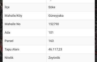 SÖKE GÜNEYYAKA ZEYTİNLİK-UYGUN FİYATLI TEK PARSEL MÜSTAKİL