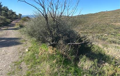 Mumcular Gökpınar'da Satılık Yatırımlık Tarla 2,132 m2