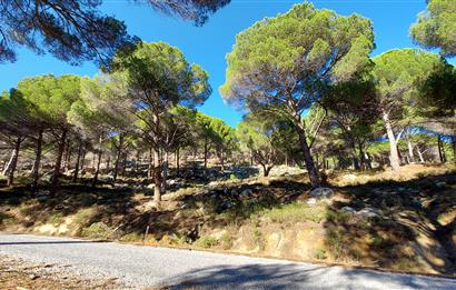 Burhaniye Hacıbozlar Asfaltı Üstünde Satılık 18520 m² Fıstıklık