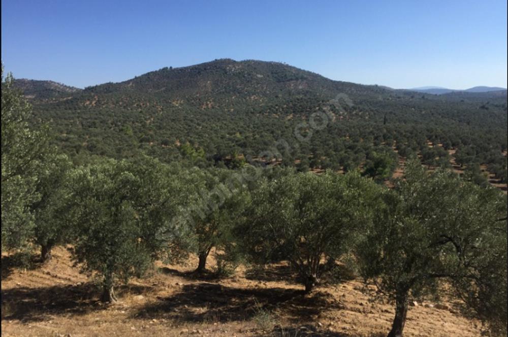 Gömeç Karaağaç'ta Satılık Deniz Manzaralı, Yolu Olan Zeytinlik