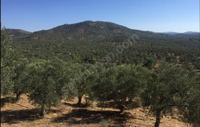 Gömeç Karaağaç'ta Satılık Deniz Manzaralı, Yolu Olan Zeytinlik