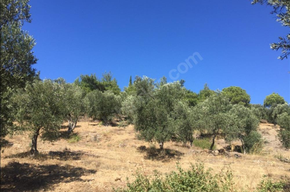 Gömeç Karaağaç'ta Satılık Deniz Manzaralı, Yolu Olan Zeytinlik