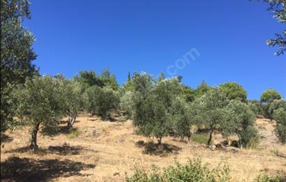 Gömeç Karaağaç'ta Satılık Deniz Manzaralı, Yolu Olan Zeytinlik