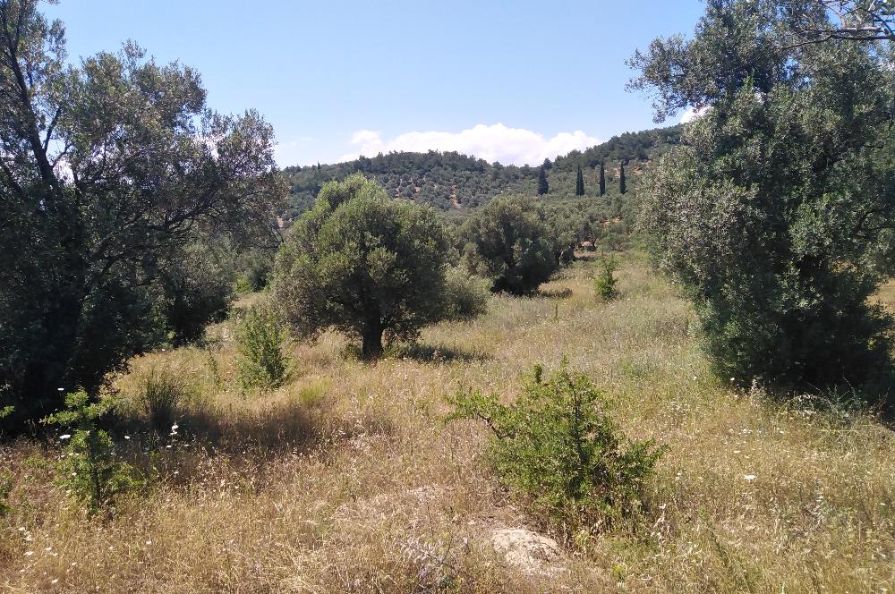 Gömeç Karaağaç'ta Satılık Deniz Manzaralı, Yolu Olan Zeytinlik