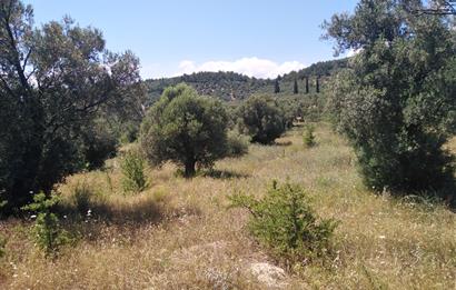 Gömeç Karaağaç'ta Satılık Deniz Manzaralı, Yolu Olan Zeytinlik