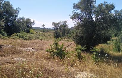 Gömeç Karaağaç'ta Satılık Deniz Manzaralı, Yolu Olan Zeytinlik