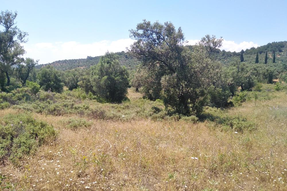 Gömeç Karaağaç'ta Satılık Deniz Manzaralı, Yolu Olan Zeytinlik