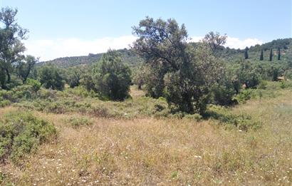 Gömeç Karaağaç'ta Satılık Deniz Manzaralı, Yolu Olan Zeytinlik