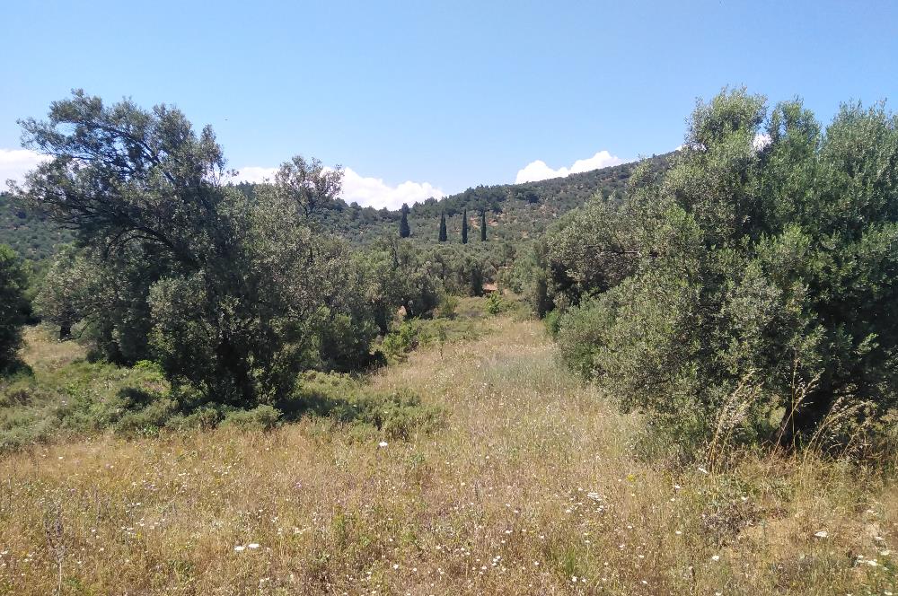 Gömeç Karaağaç'ta Satılık Deniz Manzaralı, Yolu Olan Zeytinlik