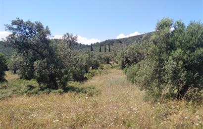 Gömeç Karaağaç'ta Satılık Deniz Manzaralı, Yolu Olan Zeytinlik