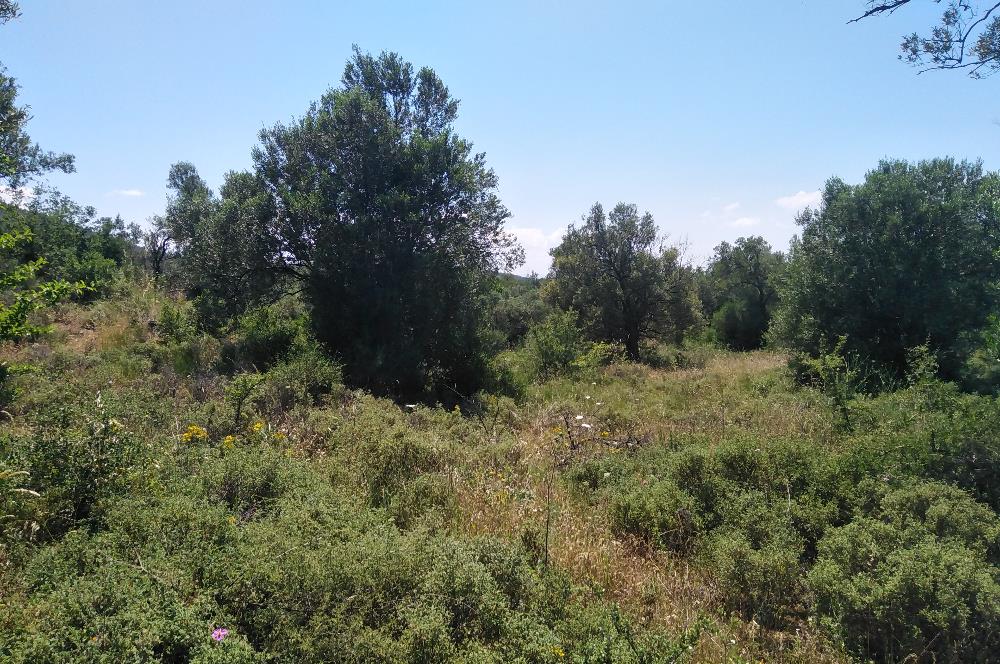 Gömeç Karaağaç'ta Satılık Deniz Manzaralı, Yolu Olan Zeytinlik