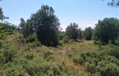 Gömeç Karaağaç'ta Satılık Deniz Manzaralı, Yolu Olan Zeytinlik