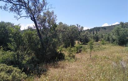 Gömeç Karaağaç'ta Satılık Deniz Manzaralı, Yolu Olan Zeytinlik