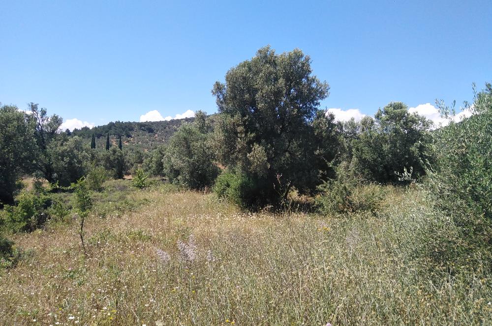 Gömeç Karaağaç'ta Satılık Deniz Manzaralı, Yolu Olan Zeytinlik