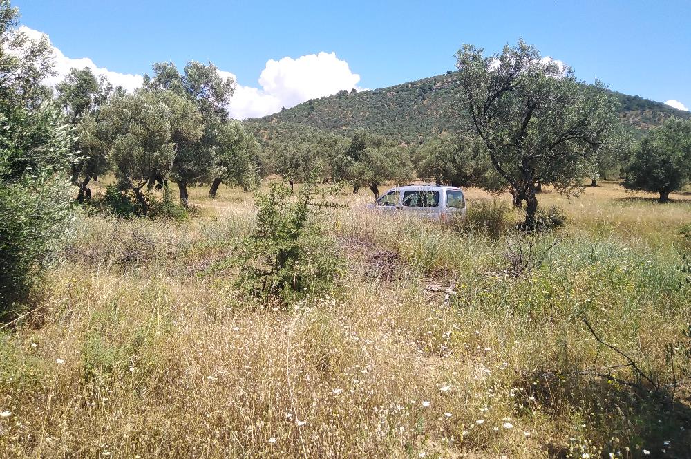 Gömeç Karaağaç'ta Satılık Deniz Manzaralı, Yolu Olan Zeytinlik