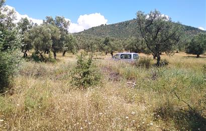 Gömeç Karaağaç'ta Satılık Deniz Manzaralı, Yolu Olan Zeytinlik