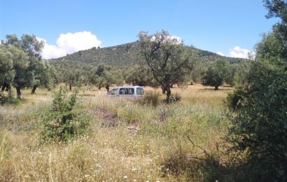 Gömeç Karaağaç'ta Satılık Deniz Manzaralı, Yolu Olan Zeytinlik