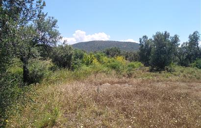 Gömeç Karaağaç'ta Satılık Deniz Manzaralı, Yolu Olan Zeytinlik