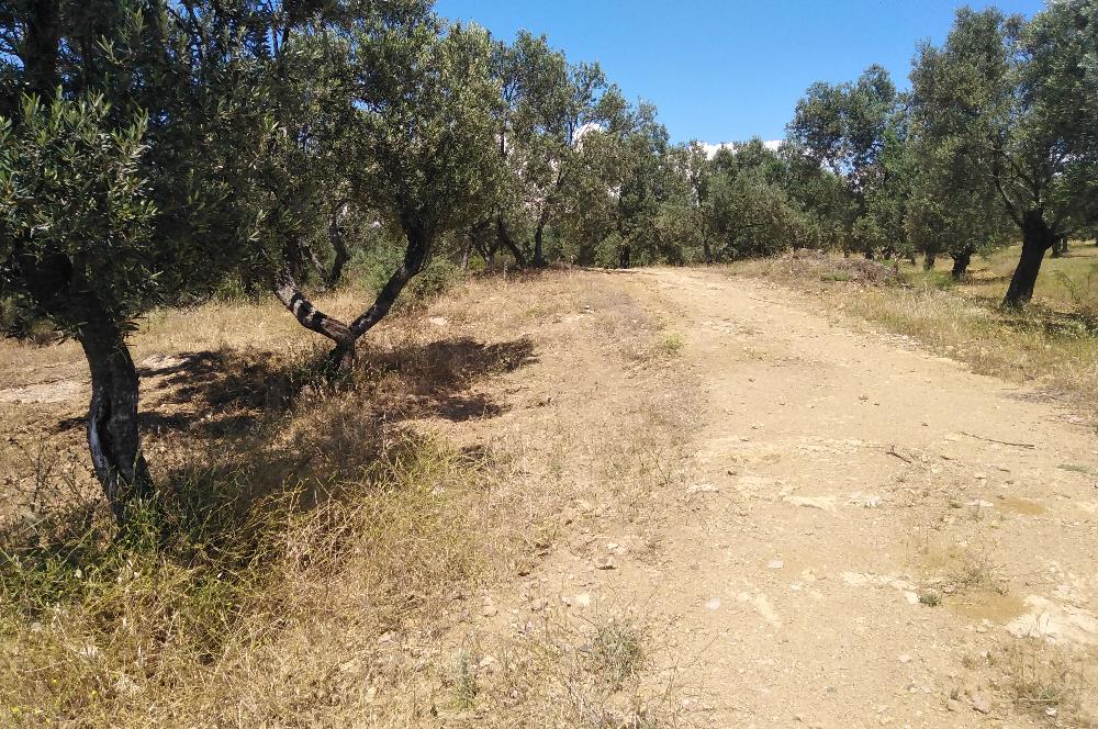 Gömeç Karaağaç'ta Satılık Deniz Manzaralı, Yolu Olan Zeytinlik