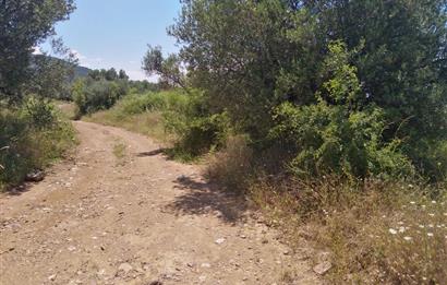 Gömeç Karaağaç'ta Satılık Deniz Manzaralı, Yolu Olan Zeytinlik