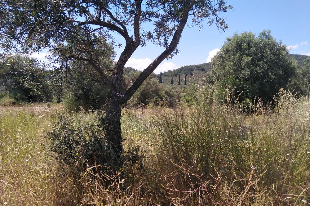 Gömeç Karaağaç'ta Satılık Deniz Manzaralı, Yolu Olan Zeytinlik