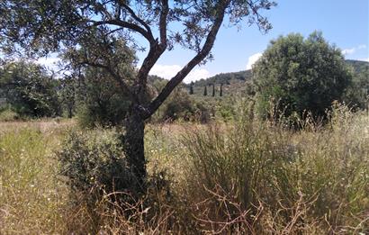 Gömeç Karaağaç'ta Satılık Deniz Manzaralı, Yolu Olan Zeytinlik