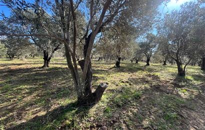 GÖMEÇ HACIHÜSEYİNLER KÖYÜ YOLU ÜZERİNDE 2365M2 SATILIK ZEYTİNLİK