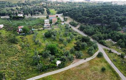 Ayvalık Badavut'ta Denize Yakın, Satılık Arsa