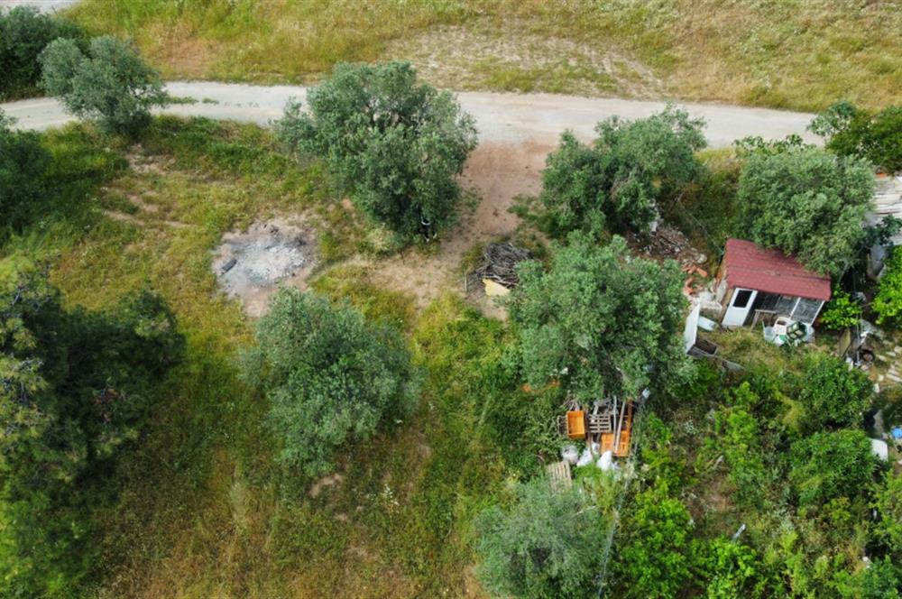 Ayvalık Badavut'ta Denize Yakın, Satılık Arsa