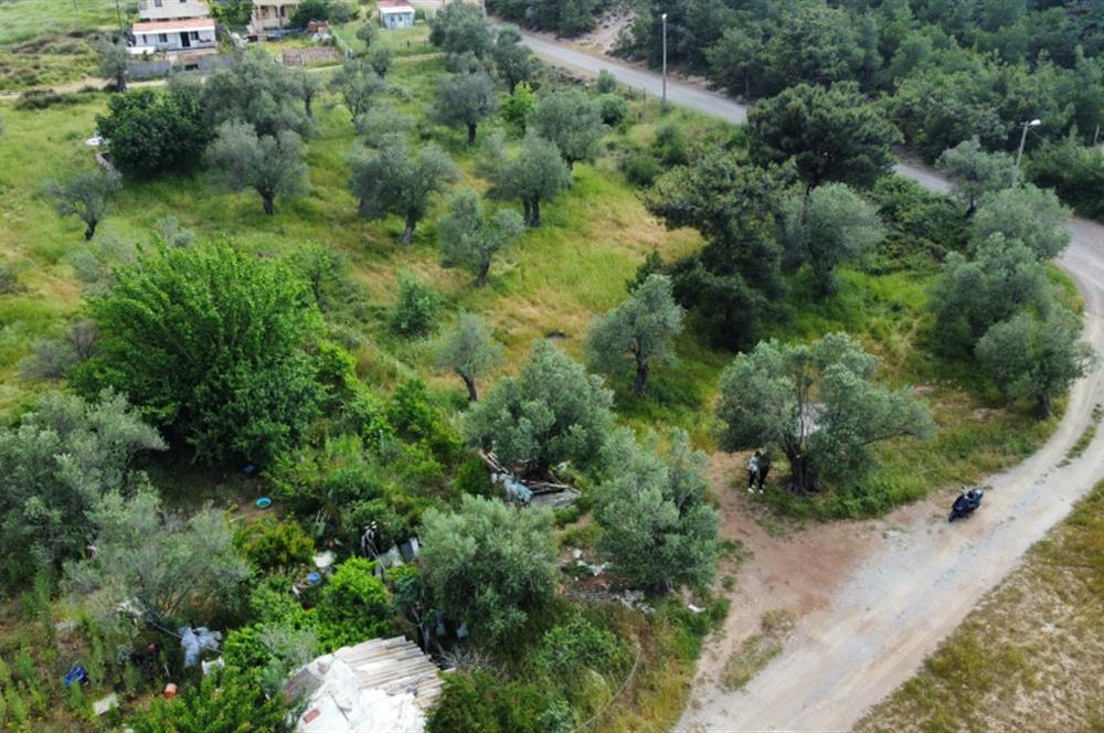 Ayvalık Badavut'ta Denize Yakın, Satılık Arsa