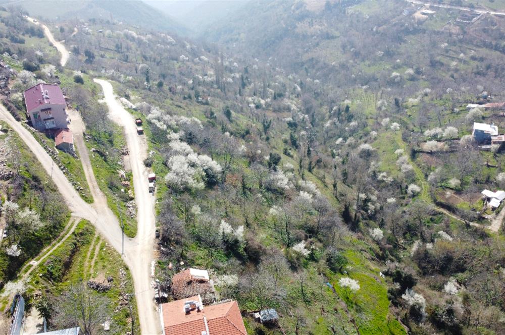 C21 Cius; Şahinyurdu Köyünde Satılık İmarlı 403 m² Bahçe