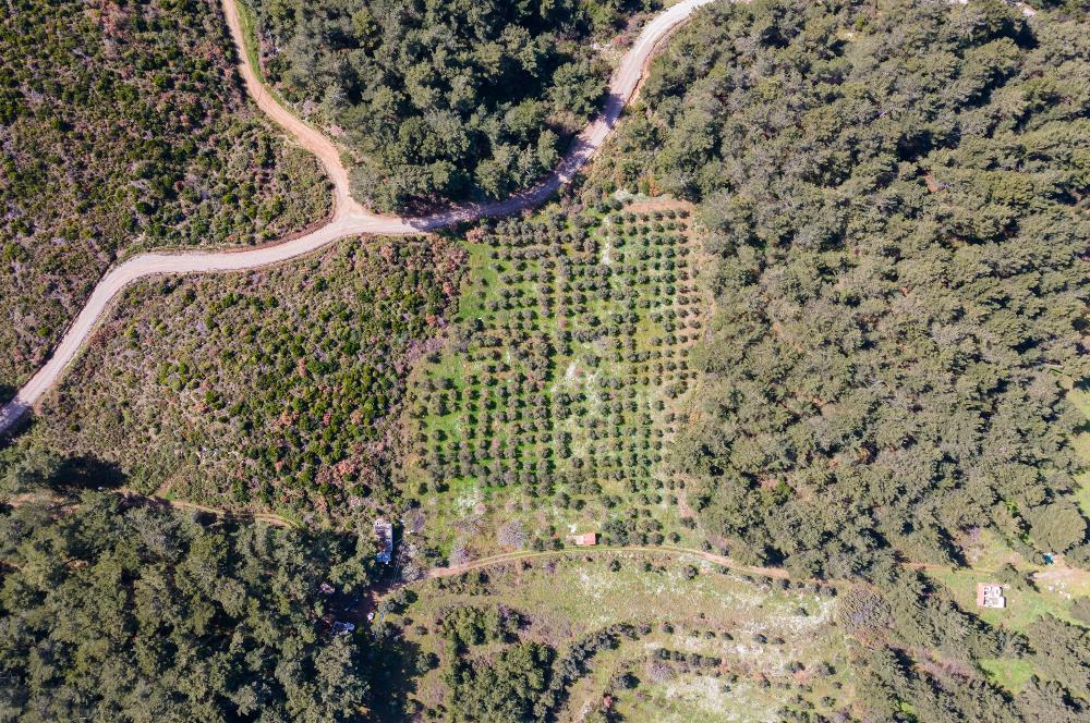 İzmir Selçuk’un En Popüler Köyü Şirince’de Kartaltepe Mevkiinde Deniz Manzaralı Eşsiz Tarla